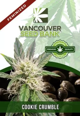 Cookie Crumble Strain Feminized
