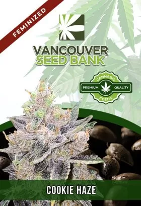 Cookie Haze Feminized