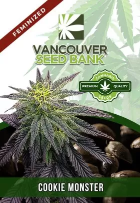 Cookie Monster Strain Feminized