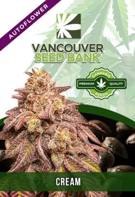 Cream Strain