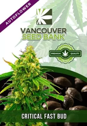 Critical Fast Bud Strain
