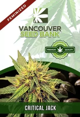 Critical Jack Strain Feminized