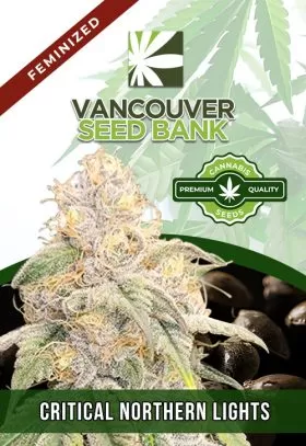 Critical Northern Lights Strain Feminized