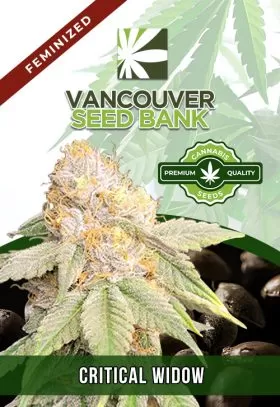 Critical Widow Strain Feminized
