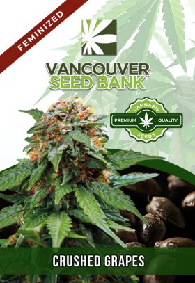 Crushed Grapes Strain Feminized