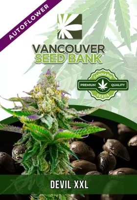 Devil XXL Strain