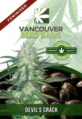 Devil's Crack Strain Feminized
