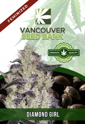Diamond Girl Strain Feminized