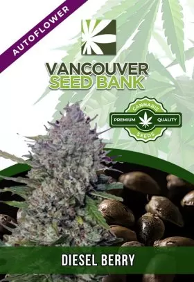 Diesel Berry Strain