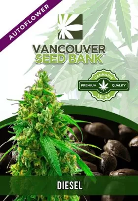 Diesel Strain