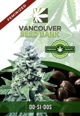 Do-Si-Dos Strain Feminized