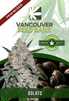 Dolato Strain Feminized