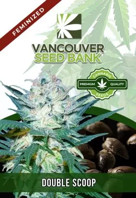 Double Scoop Strain Feminized