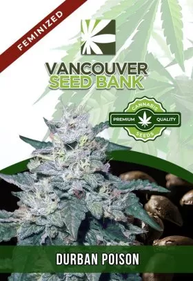Durban Poison Strain Feminized