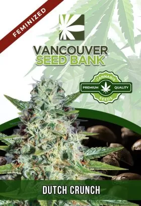 Dutch Crunch Strain Feminized