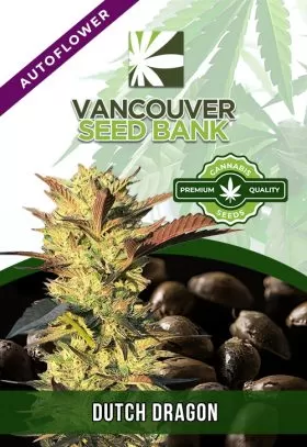 Dutch Dragon Strain
