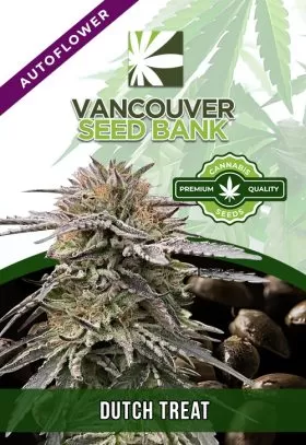 Dutch Treat Strain