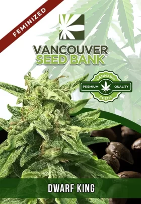 Dwarf King Strain Feminized