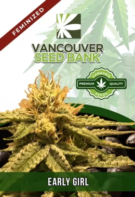 Early Girl Strain Feminized