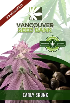 Early Skunk Strain Feminized