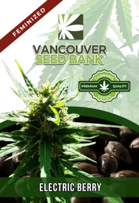 Electric Berry Strain Feminized
