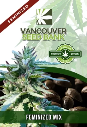 Feminized Mix Strain
