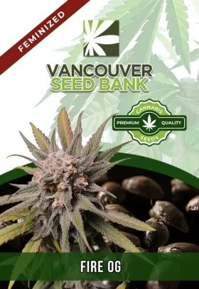 Fire OG Strain Feminized