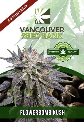 Flowerbomb Kush Feminized
