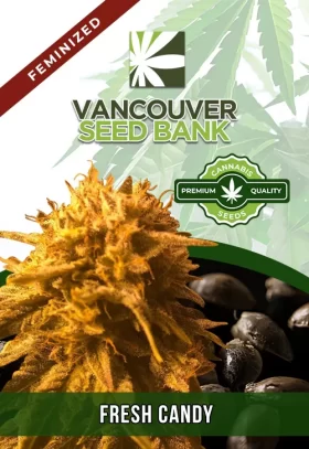 Fresh Candy Strain Feminized