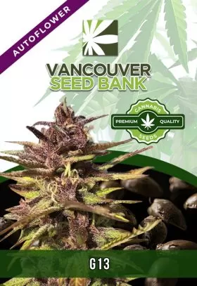 G13 Strain