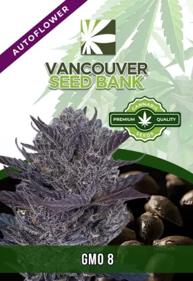 GMO 8 Strain