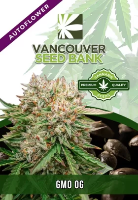 GMO OG Strain