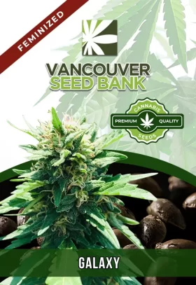 Galaxy Strain Feminized
