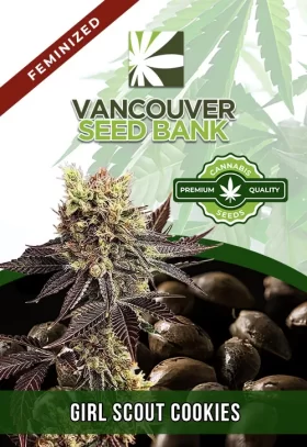 Girl Scout Cookies Strain Feminized