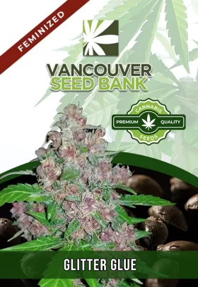 Glitter Glue Strain Feminized