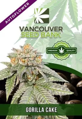 Gorilla Cake Strain