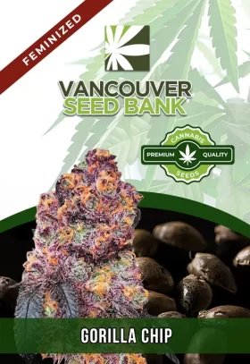 Gorilla Chip Strain Feminized