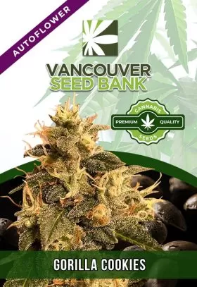 Gorilla Cookies Strain
