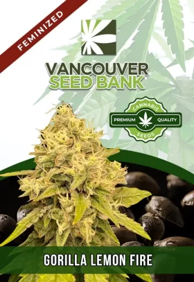 Gorilla Lemon Fire Strain Feminized