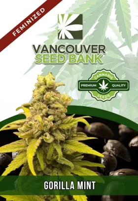 Gorilla Mint Strain Feminized