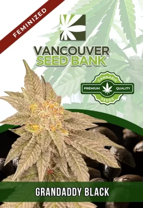 Grandaddy Black Strain Feminized