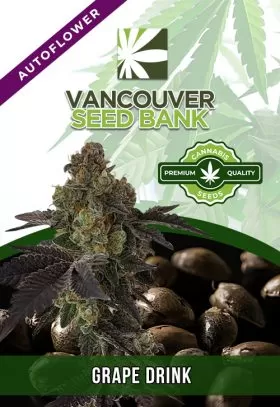 Grape Drink Strain