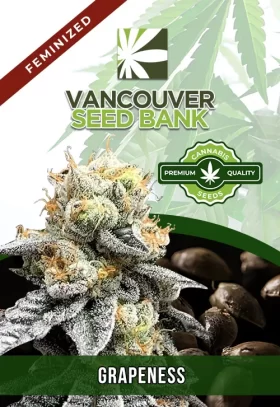 Grapeness Strain Feminized