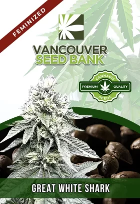 Great White Shark Strain Feminized