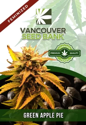Green Apple Pie Strain Feminized