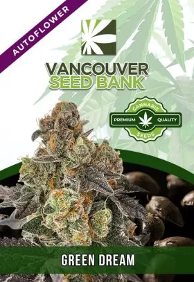 Green Dream Strain
