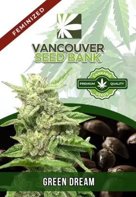 Green Dream Strain Feminized