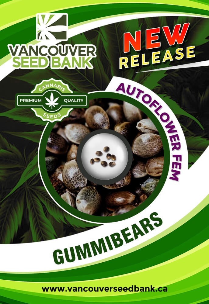 Gummibears Strain Autoflowering Feminized