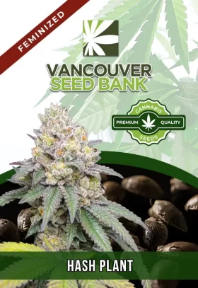Hash Plant Strain Feminized