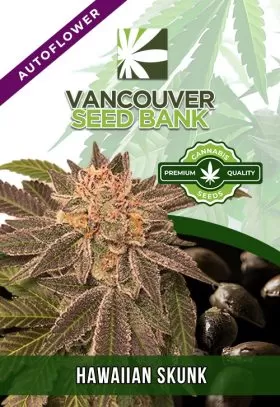 Hawaiian Skunk Strain